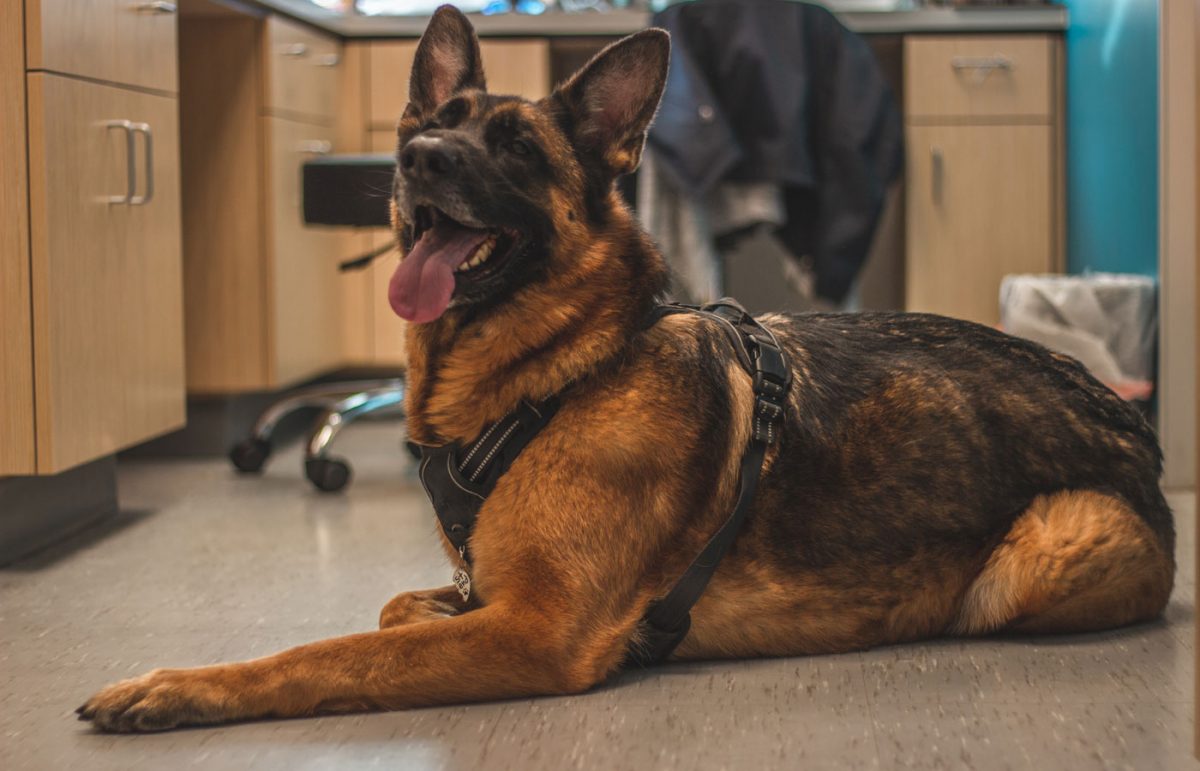 Medical Services Vet in Union City, San Jose UNI Pet Clinic