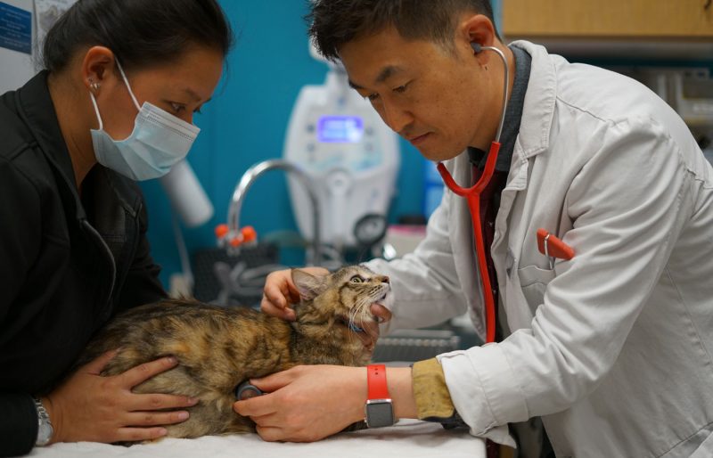 Wellness & Prevention Vet in Union City, San Jose UNI Pet Clinic